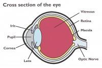 Graphic showing cross section of an eye